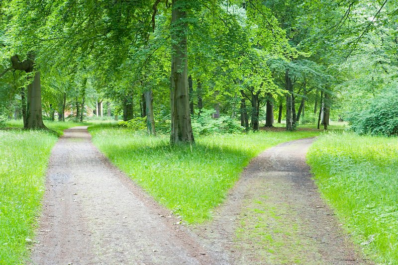 Forked pathway in a forest representing choice. 